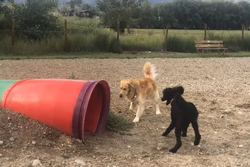 Loyal Duke's Dog Park